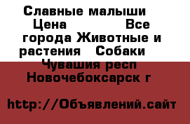 Славные малыши! › Цена ­ 10 000 - Все города Животные и растения » Собаки   . Чувашия респ.,Новочебоксарск г.